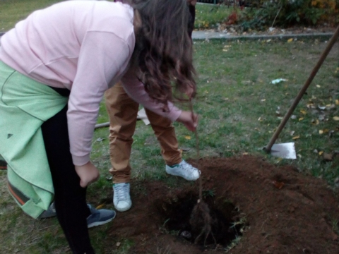 Plantação de árvores de fruto